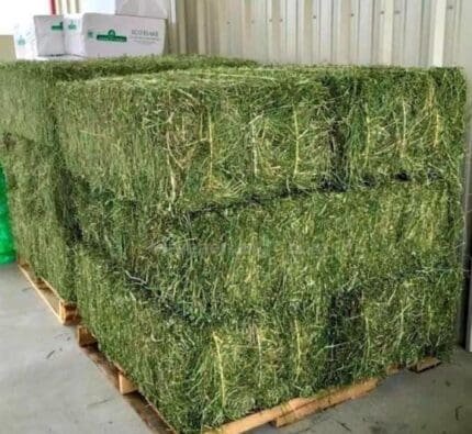 Buy Alfalfa Hay for sale online