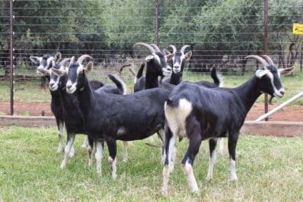 Buy Alpine goat for sale online