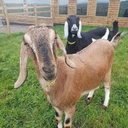 Buy Anglo-Nubian goat for sale online