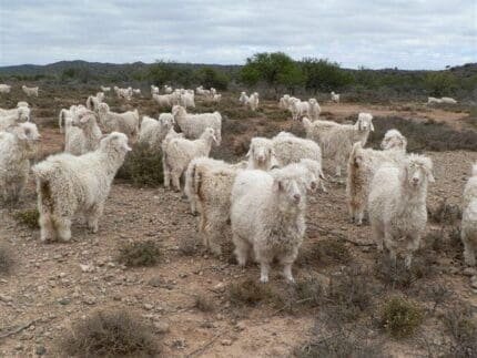 Buy Angora goat for sale online