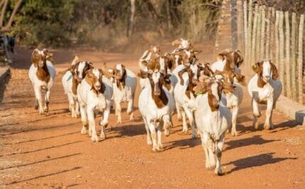 Buy Boer Goats for Sale Online