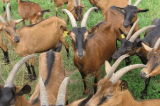 Buy Chamois Coloured goat for sale online