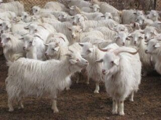 Buy Changthangi Goats for Sale Online