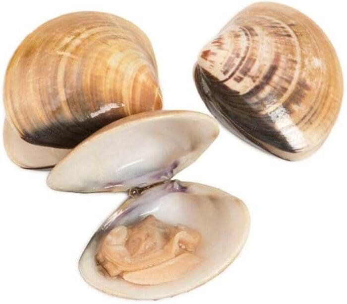 Buy Clams for sale online