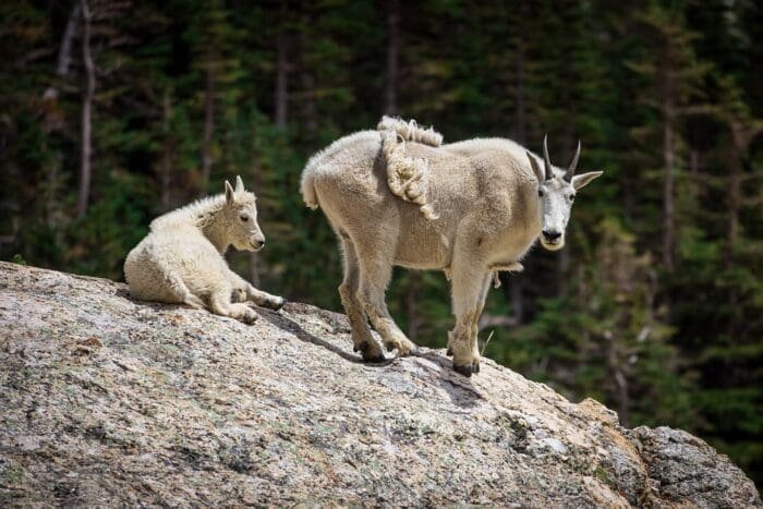 Buy Co goat for sale online