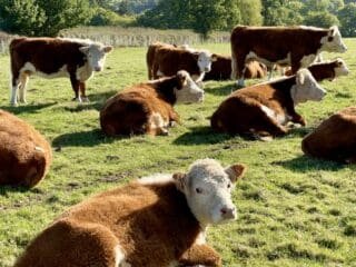 Buy Hereford Cows for Sale Online