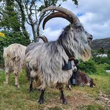 Buy Irish goat for sale online