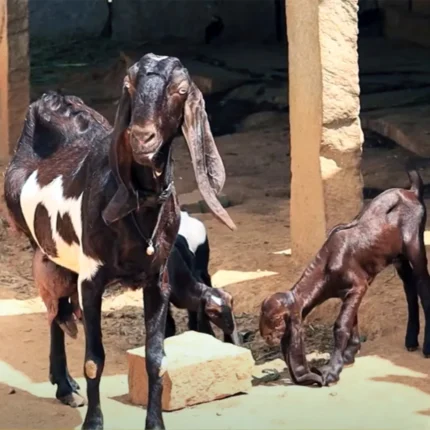 Buy Jamunapari Goats for sale Online