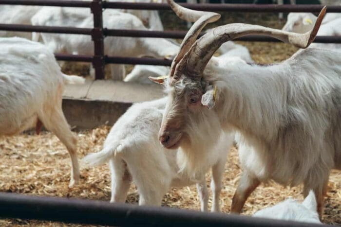 Buy Kiko goat for sale online