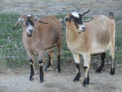 Buy Kinder Goats for Sale Online