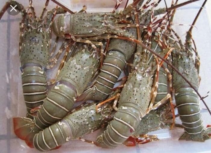 Buy Lobster for Sale Online