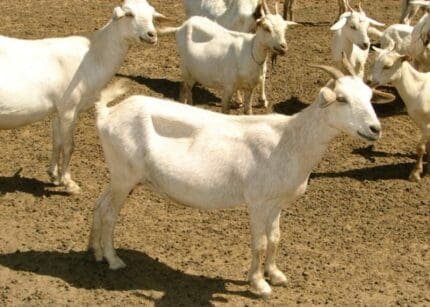 Buy Marota Goat for Sale Online