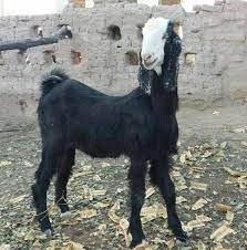 Buy Nachi Goat for sale online