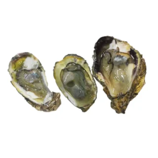 Buy Oysters for Sale Online