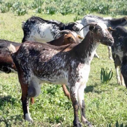 Buy Payoya goat for sale online