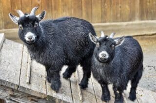 Buy Pygmy Goats for Sale Online