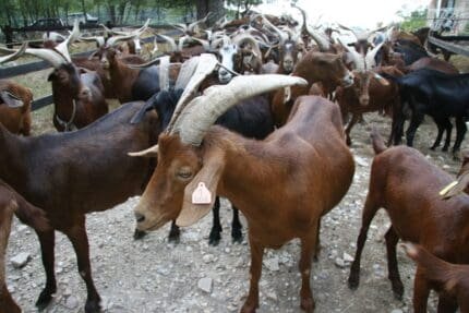 Buy Rove goat for sale online