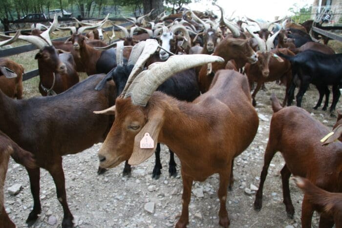 Buy Rove goat for sale online