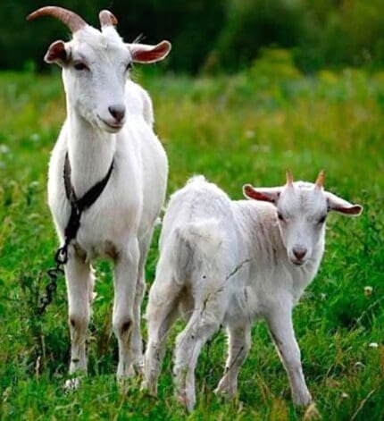 Buy Russian White Dairy for sale online