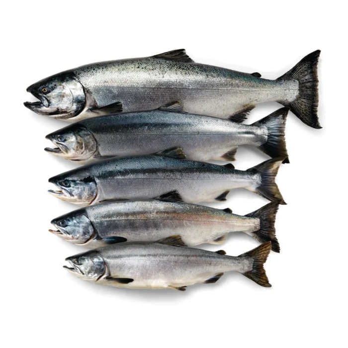 Buy Salmon for sale online