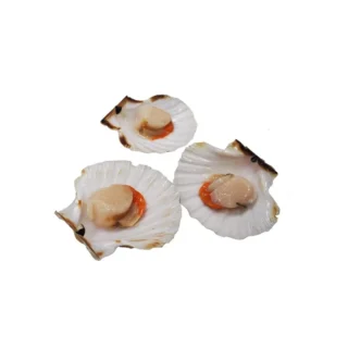 Buy Scallops for sale online