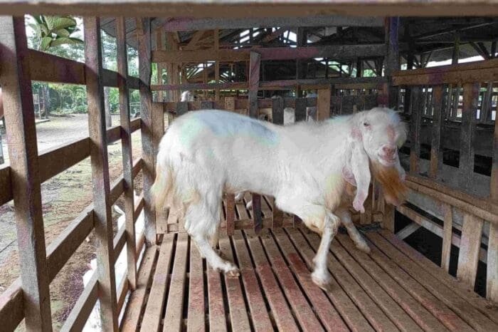 Buy Senduro goat for sale online