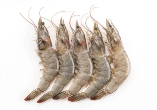 Buy Shrimp for sale online