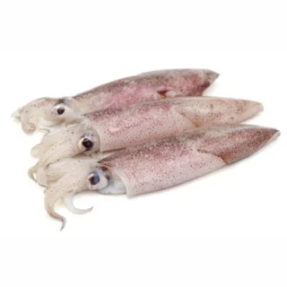 Buy Squid (Calamari) for Sale Online