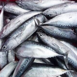 Buy Tuna for sale online