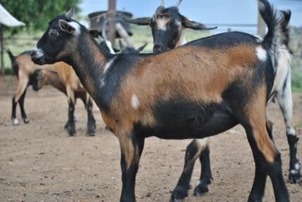 Buy african goat for sale online