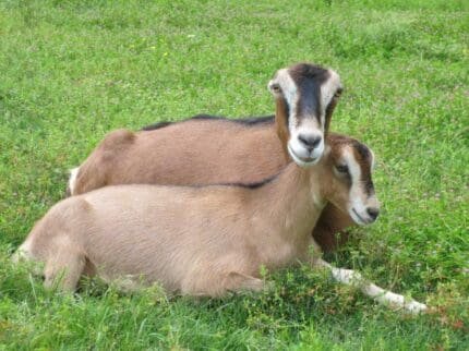 Buy american lamancha for sale online