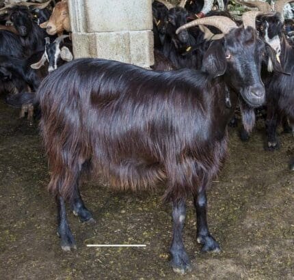 Buy anatolian black goat for sale online