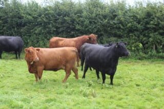 Buy angus cow for sale online