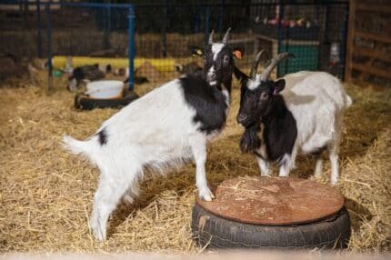 Buy bagot goat for sale online