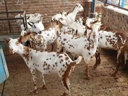 Buy barbari goat for sale online