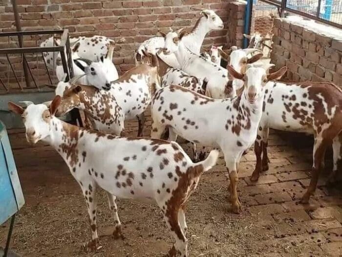 Buy barbari goat for sale online