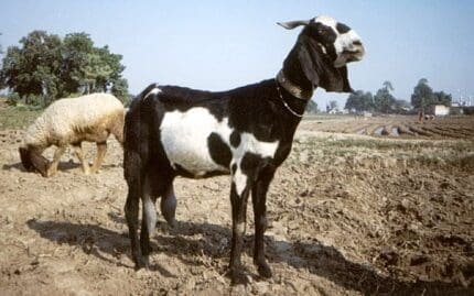 Buy beetal goat for sale online