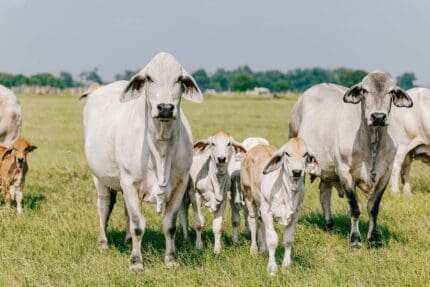 Buy brahman cow for sale online