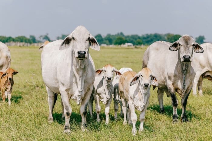 Buy brahman cow for sale online