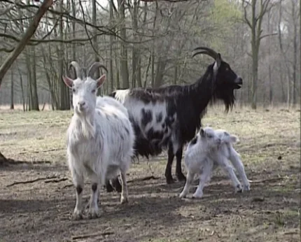 Buy dutch landrace goat for sale online