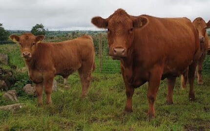 Buy gelbvieh bulls for sale online
