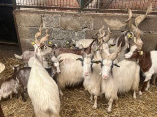 Buy girgentana goat for sale online