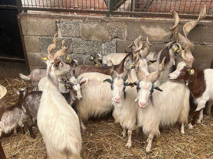 Buy girgentana goat for sale online