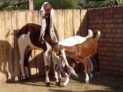 Buy hejazi goat for sale online
