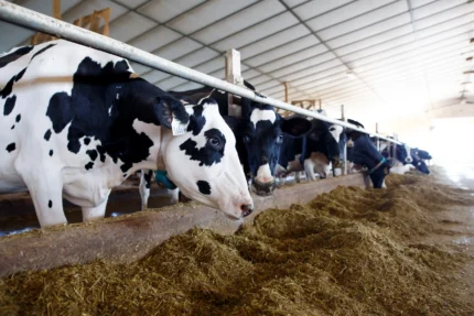 Buy holstein cows for sale online