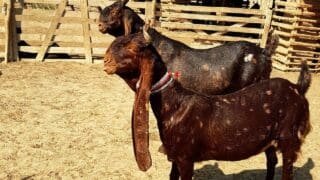 Buy kamori goat for sale online