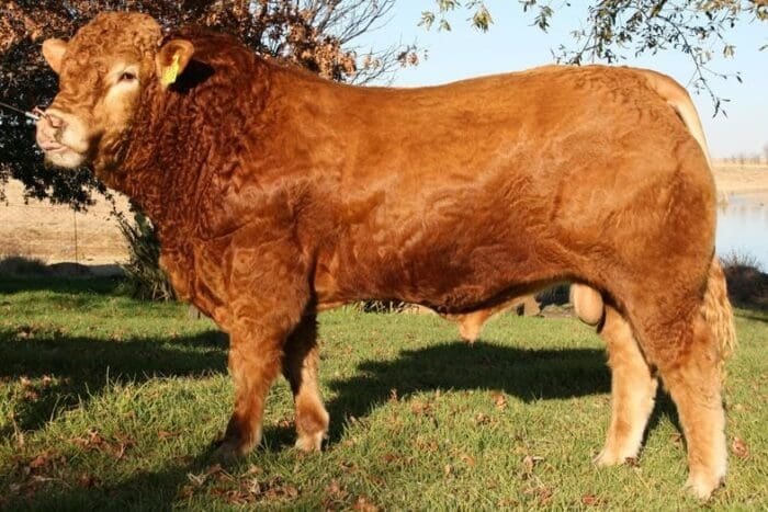 Buy limousin cows for sale online