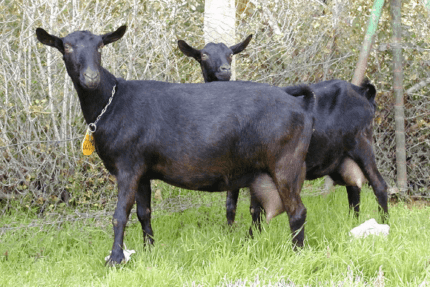 Buy murciano granadina goat for sale online