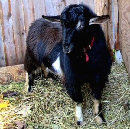 Buy nigora goat for sale online