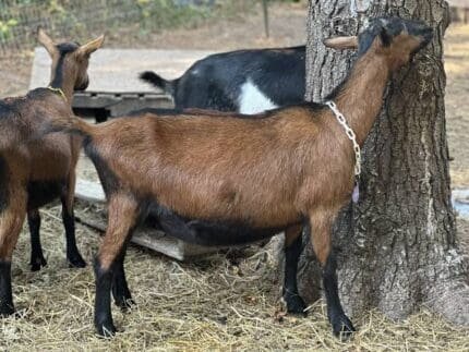 Buy oberhasli goat for sale online